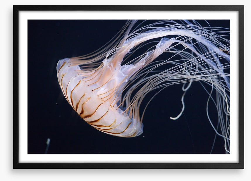 One jellyfish