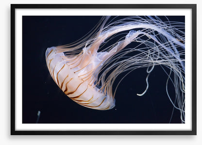 One jellyfish