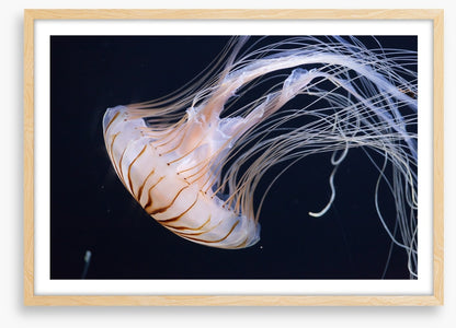 One jellyfish