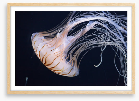 One jellyfish