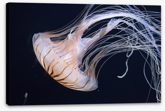 One jellyfish