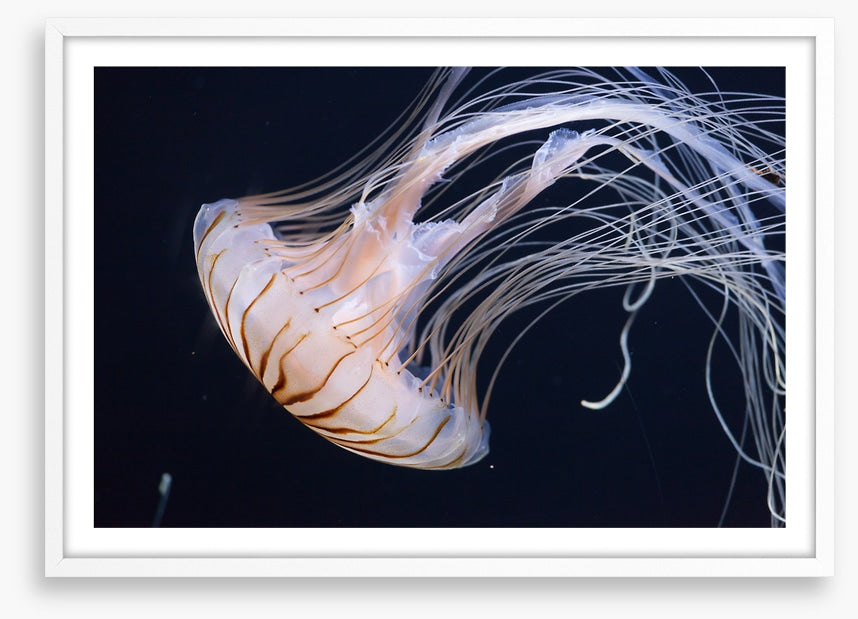 One jellyfish