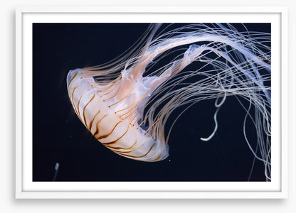 One jellyfish