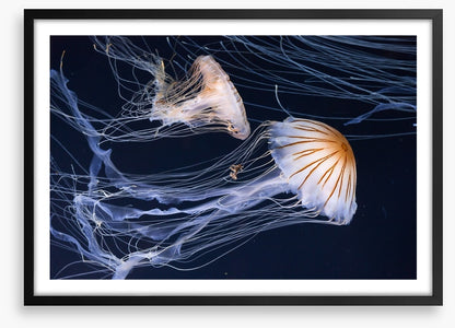 Two jellyfish