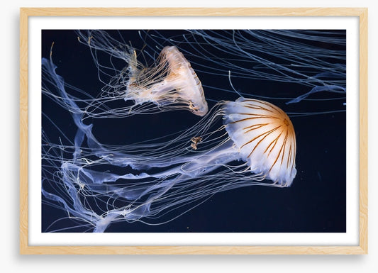Two jellyfish