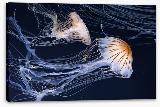 Two jellyfish
