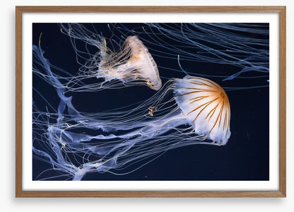 Two jellyfish