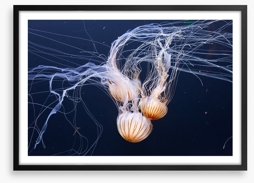 Three jellyfish