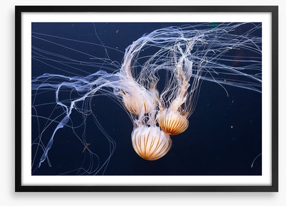 Three jellyfish