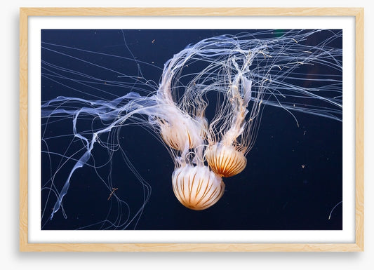 Three jellyfish