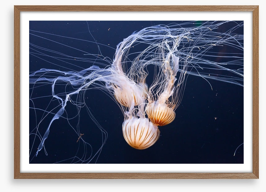 Three jellyfish