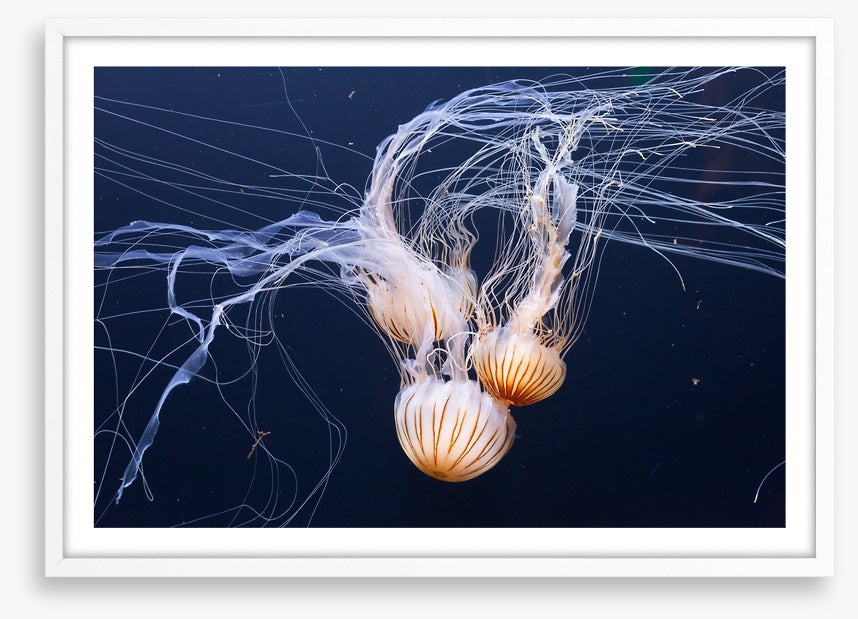 Three jellyfish