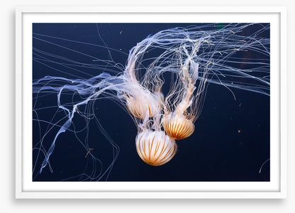 Three jellyfish