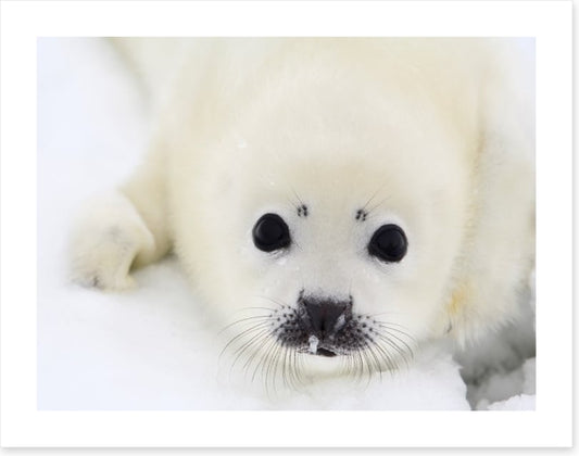 Baby harp seal pup