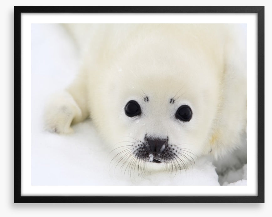 Baby harp seal pup
