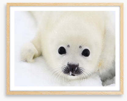 Baby harp seal pup