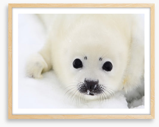 Baby harp seal pup