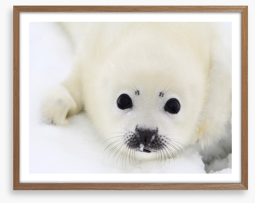 Baby harp seal pup