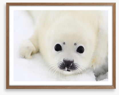 Baby harp seal pup