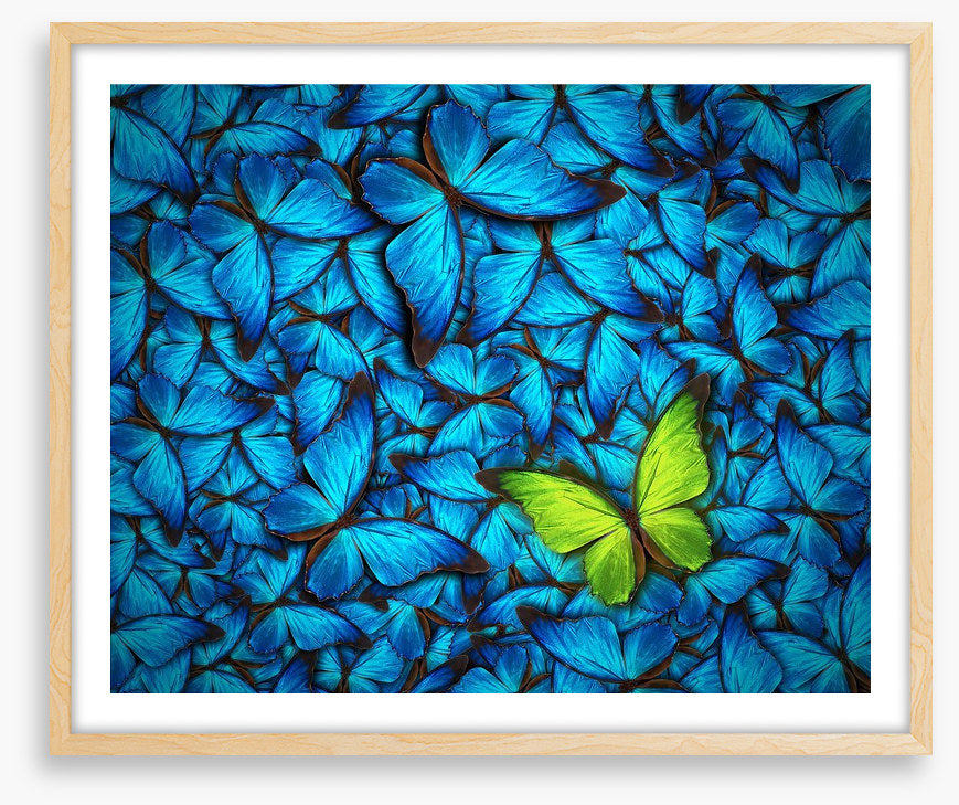 One yellow butterfly