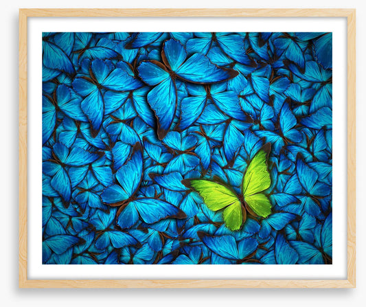 One yellow butterfly