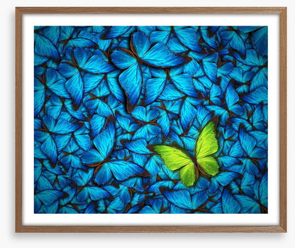 One yellow butterfly