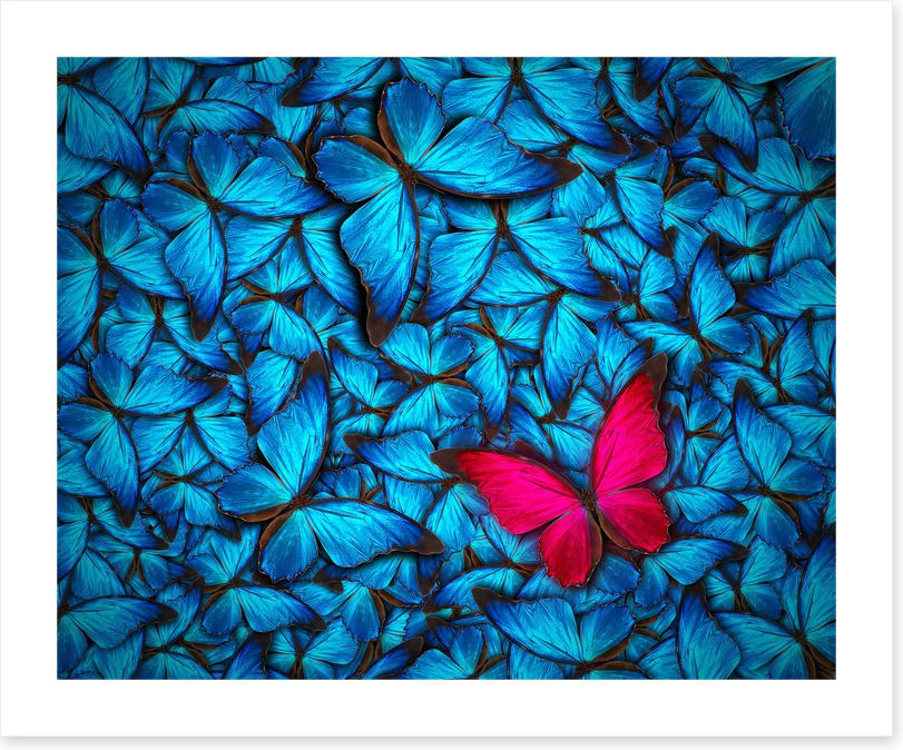 One pink butterfly