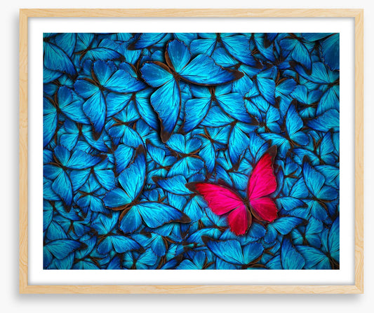 One pink butterfly