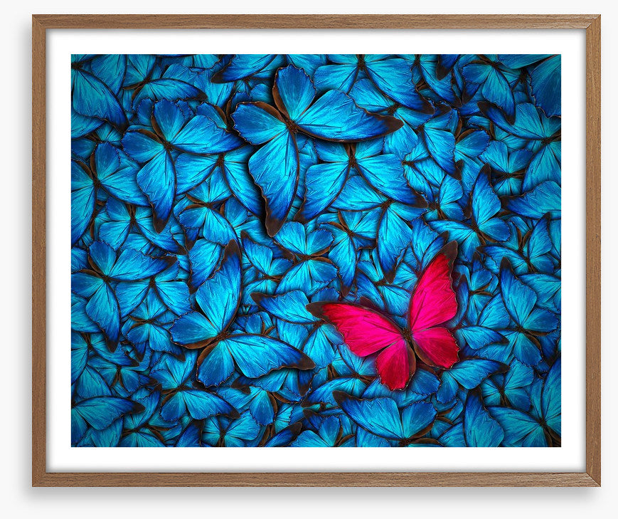 One pink butterfly