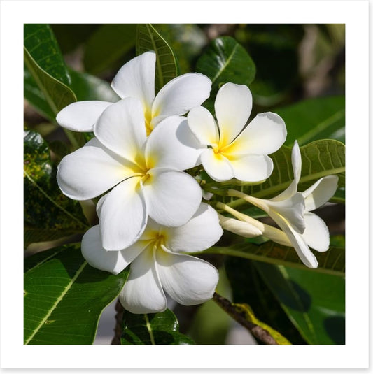 White Frangipani in full bloom