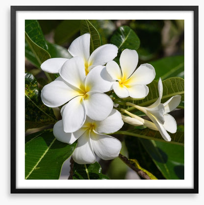 White Frangipani in full bloom