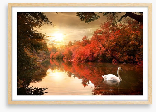 Autumn swan