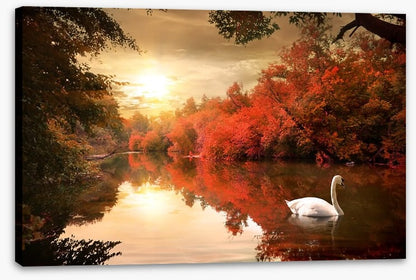 Autumn swan