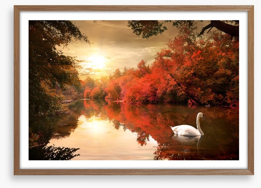 Autumn swan