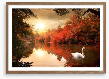 Autumn swan