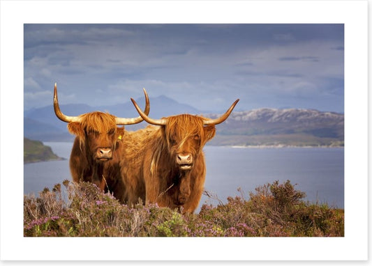 Highland cattle