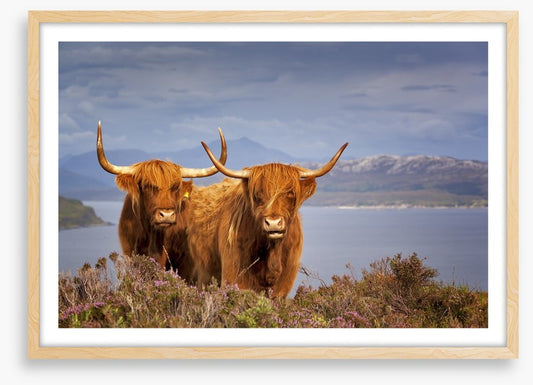 Highland cattle