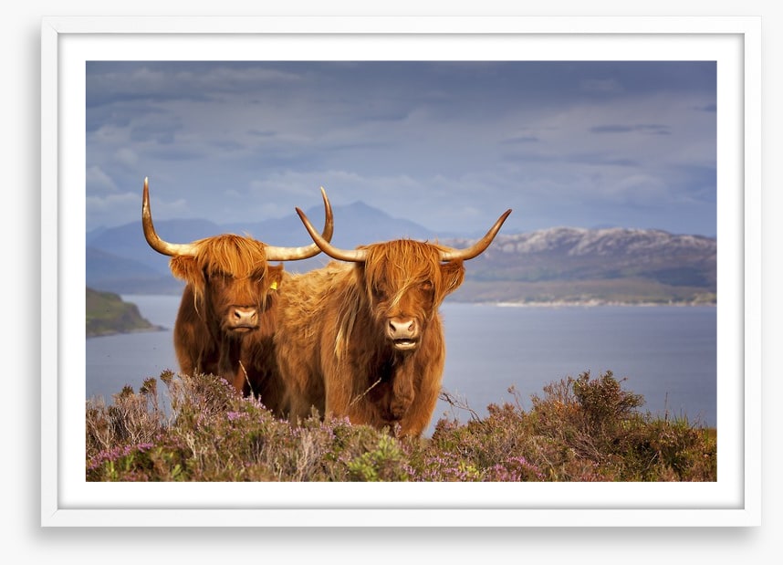 Highland cattle