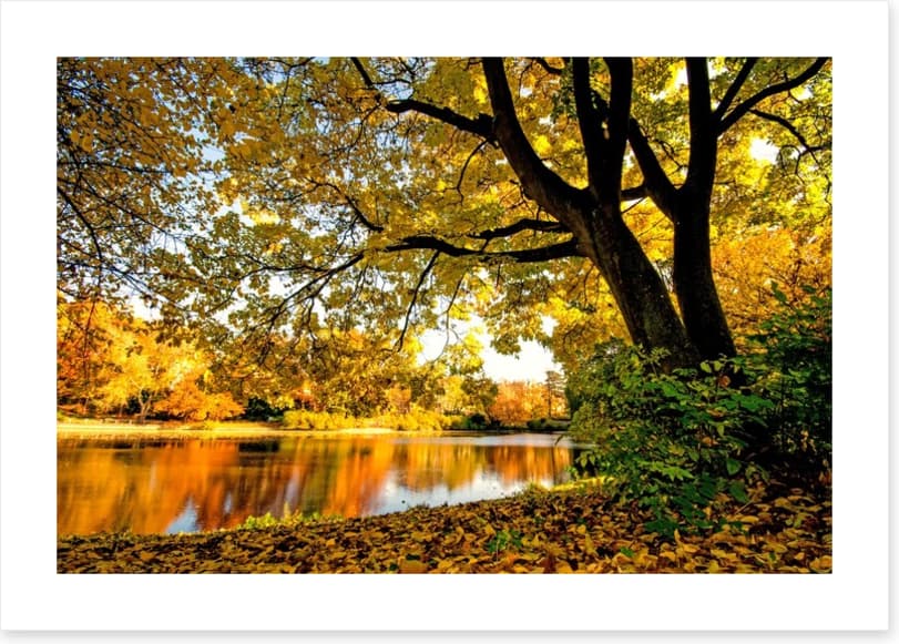 Autumn park glow