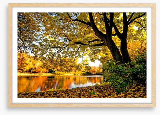 Autumn park glow