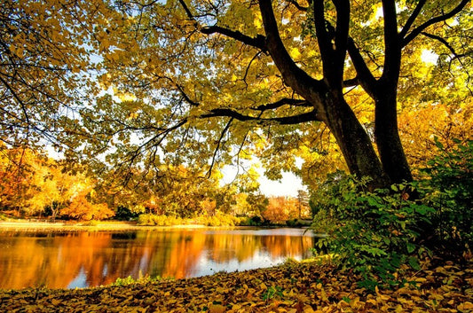 Autumn park glow