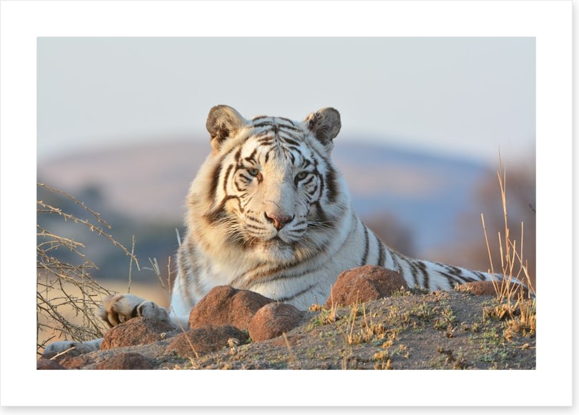 White tiger in the wild