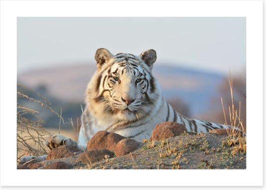 White tiger in the wild