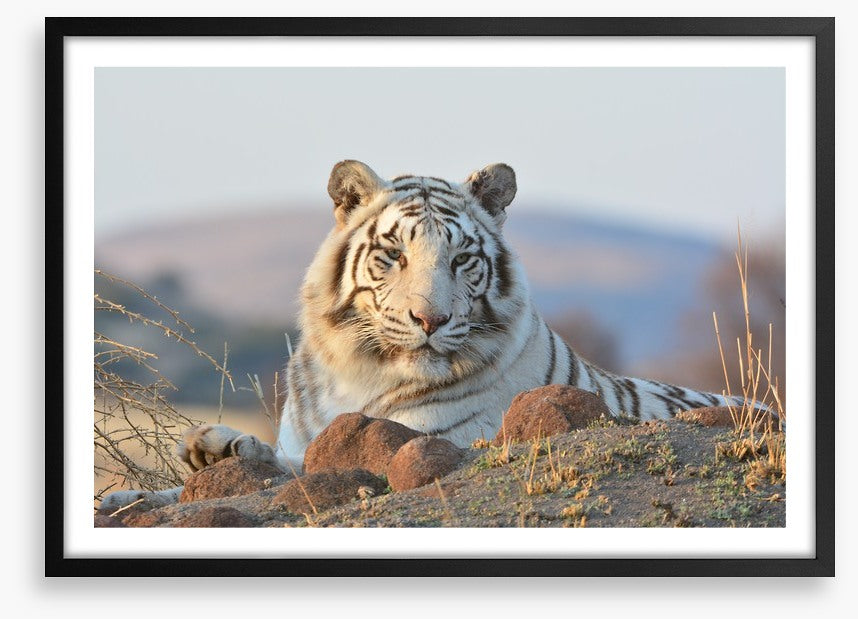 White tiger in the wild