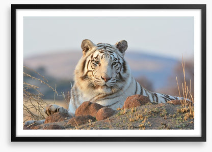 White tiger in the wild
