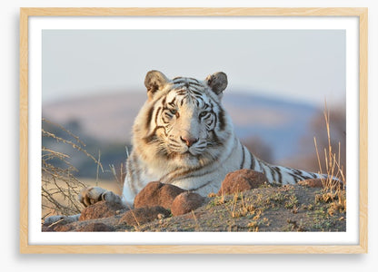 White tiger in the wild