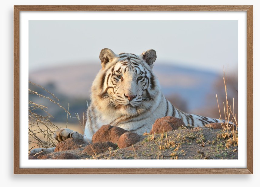 White tiger in the wild