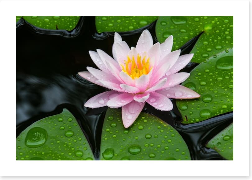 Floating lotus