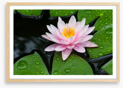 Floating lotus