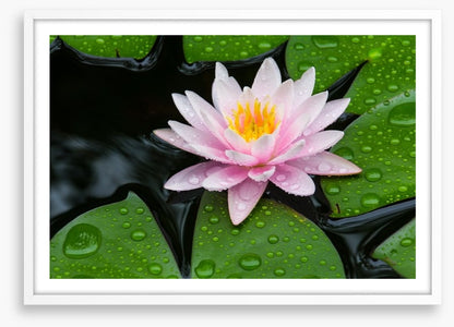 Floating lotus
